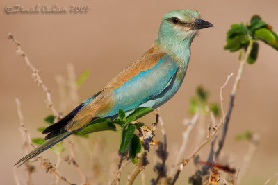 European Roller (Coracias garrulus)