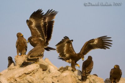 Steppe Eagle (Aquila nipalensis)