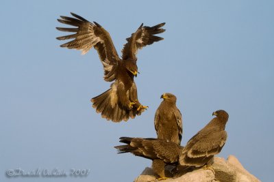 Steppe Eagle (Aquila nipalensis)