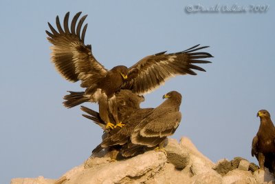 Steppe Eagle (Aquila nipalensis)