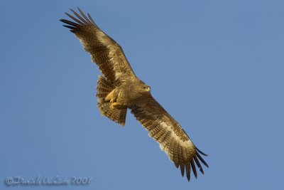 Steppe Eagle (Aquila nipalensis)