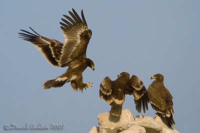 Steppe Eagle (Aquila nipalensis)