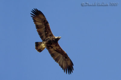Eastern Imperial Eagle (Aquila heliaca)