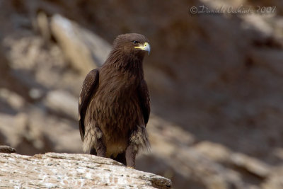 Spotted Eagle (Aquila clanga)