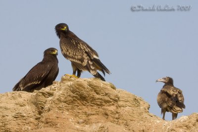 Spotted Eagle (Aquila clanga) and Egyptian Vulture (Neophron percnopterus)