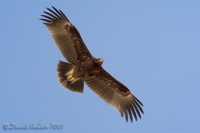 Spotted Eagle (Aquila clanga)