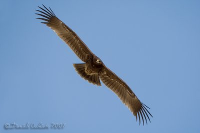 Spotted Eagle (Aquila clanga)