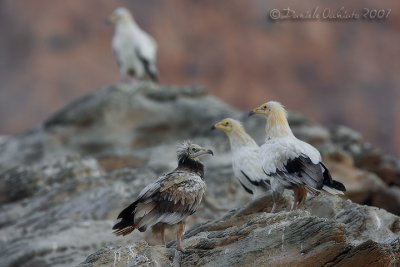 Egyptian Vulture (Neophron percnopterus)