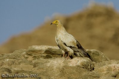 Egyptian Vulture (Neophron percnopterus)