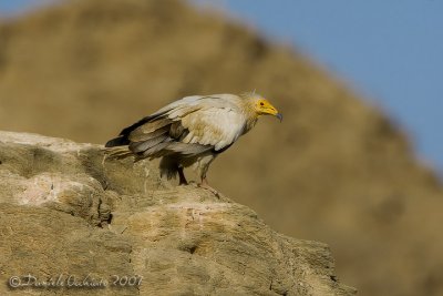 Egyptian Vulture (Neophron percnopterus)