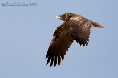 Egyptian Vulture (Neophron percnopterus)