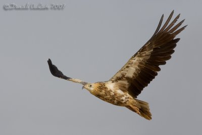 Egyptian Vulture (Neophron percnopterus)