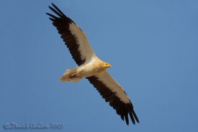 Egyptian Vulture (Neophron percnopterus)