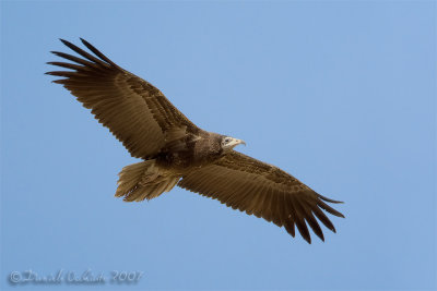 Egyptian Vulture (Neophron percnopterus)