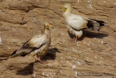 Egyptian Vulture (Neophron percnopterus)