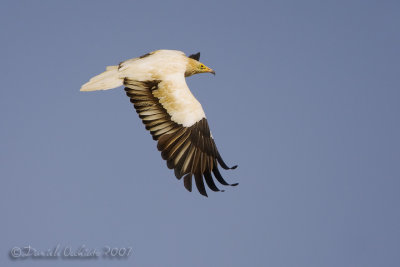 Egyptian Vulture (Neophron percnopterus)