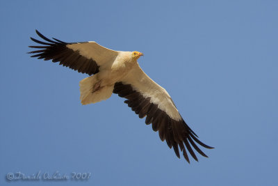 Egyptian Vulture (Neophron percnopterus)