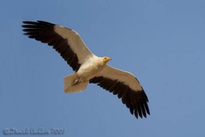 Egyptian Vulture (Neophron percnopterus)