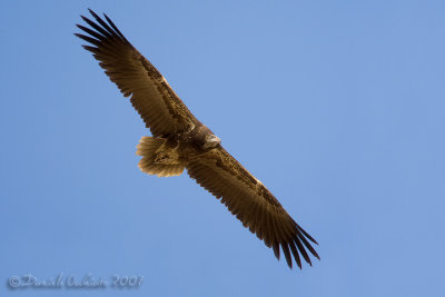 Egyptian Vulture (Neophron percnopterus)