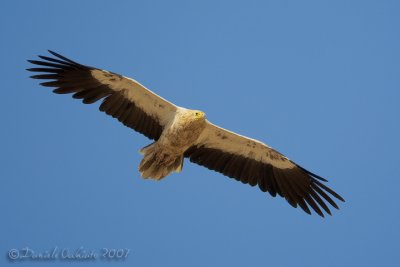 Egyptian Vulture (Neophron percnopterus)