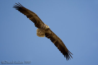 Egyptian Vulture (Neophron percnopterus)