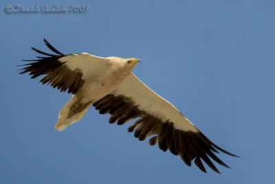 Egyptian Vulture (Neophron percnopterus)