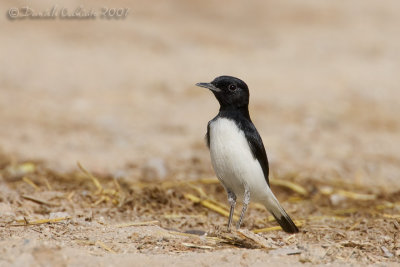 Hume's Wheatear (Oenanthe alboniger)