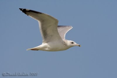 Steppe Gull (Larus cachinnans ssp barabensis)