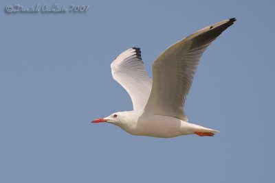 Slender-billed Gull (Chroicocephalusgenei)