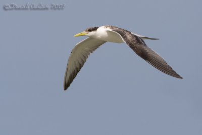 Swift Tern (Sterna bergii)