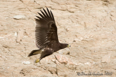 Spotted Eagle (Aquila clanga)