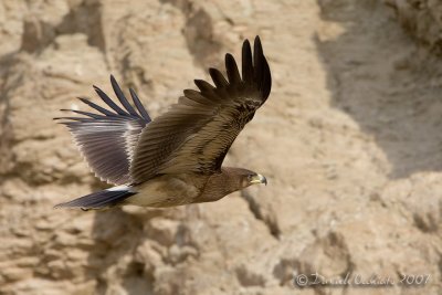 Spotted Eagle (Aquila clanga) half-fulvescens