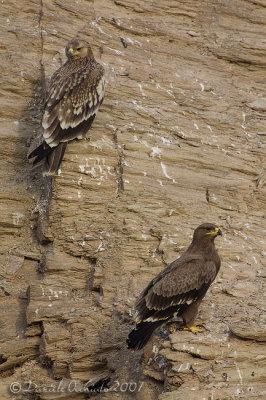 Eastern Imperial Eagle (Aquila heliaca)