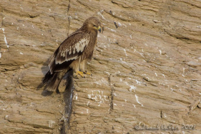 Eastern Imperial Eagle (Aquila heliaca)