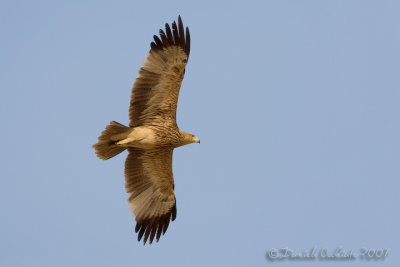 Eastern Imperial Eagle (Aquila heliaca)