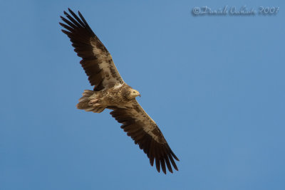 Egyptian Vulture (Neophron percnopterus)