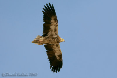 Egyptian Vulture (Neophron percnopterus)