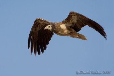 Egyptian Vulture (Neophron percnopterus)