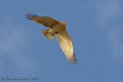 Bonelli's Eagle (Aquila fasciata)