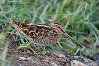 Common Snipe (Gallinago gallinago)