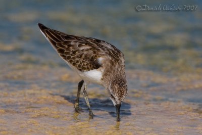 Little Stint (Calidris minuta)