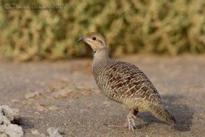 Indian Grey Francolin (Francolinus pondicerianus)