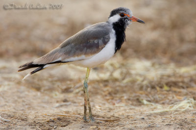 Red-Wattled Plover (Vanellus indicus)