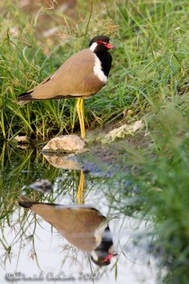 Red-Wattled Plover (Vanellus indicus)