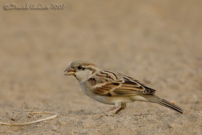 Indian Sparrow (Passer indicus ssp hufufae)
