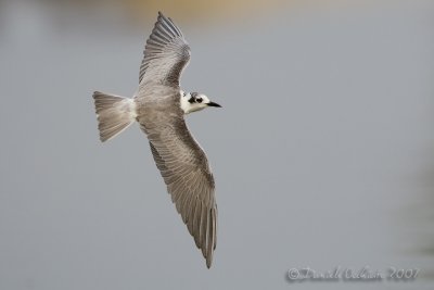 White-winged Tern (Chlidonias leucopterus)