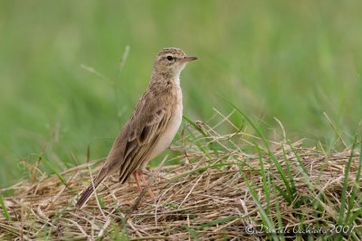 Tawny Pipit (Anthus campestris)