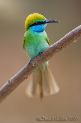 Arabian Green Bee-eater (Merops cyanophrys)