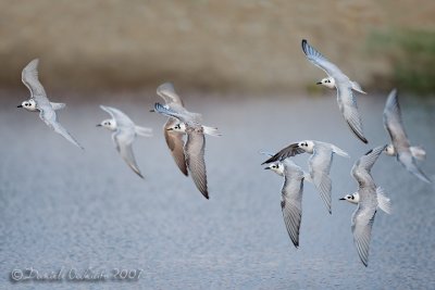 White-winged Tern (Chlidonias leucopterus)