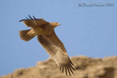 Eastern Imperial Eagle (Aquila heliaca)